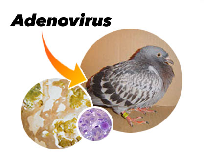 Schema für die Behandlung von Adenovirus in Tauben folgen