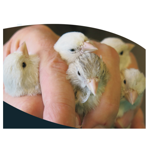 birds_pack_protection