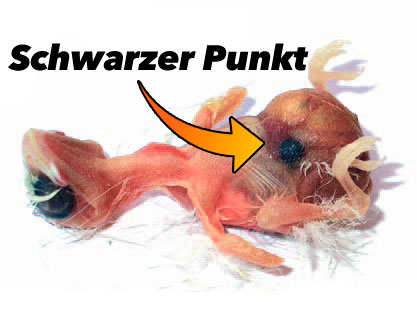 Zeitplan für die Behandlung und Prävention von Schwarze Punkte bei Vögeln