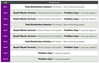 Salmonellosis Treatment plan for pigeons