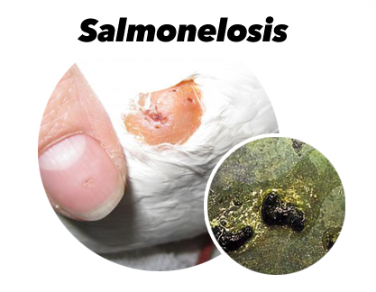 Tratamiento salmonelosis palomas