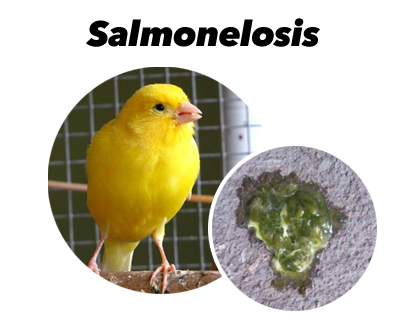 Tratamiento salmonelosis pájaros