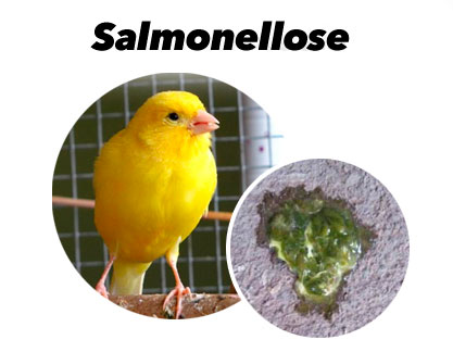 Behandlung gegen Salmonellose bei Vögel