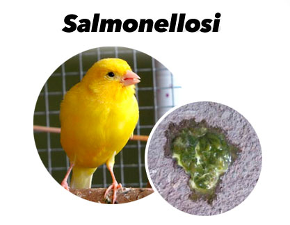 Trattamento della Salmonellosi nei uccelli