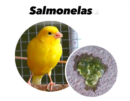 Tratamento das Salmonelas nos Pássaros.