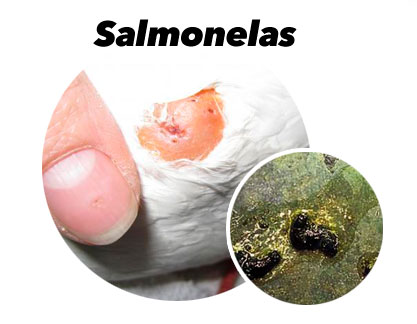 Tratamento das Salmonelas nos Pombos