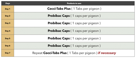Treatment scheme against Coccidiosis in pigeons