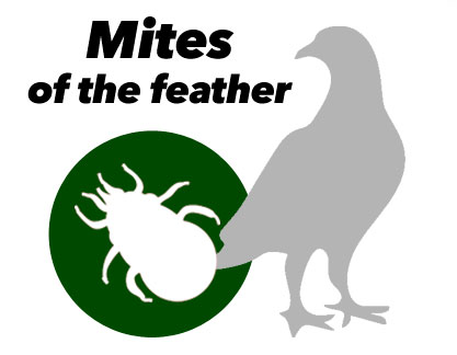 Treatment scheme against Mites in Pigeons
