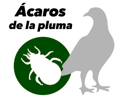 Tratamiento contra Ácaros de la pluma en Palomas