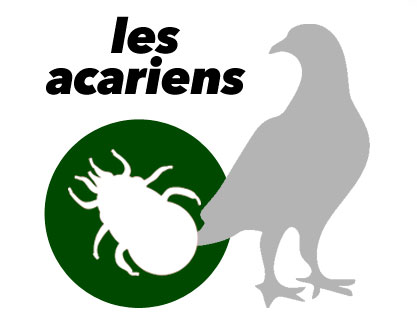 traitement contre les acariens chez les pigeons