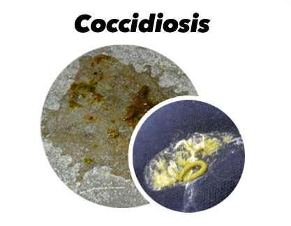 Treatment scheme against Coccidiosis in birds