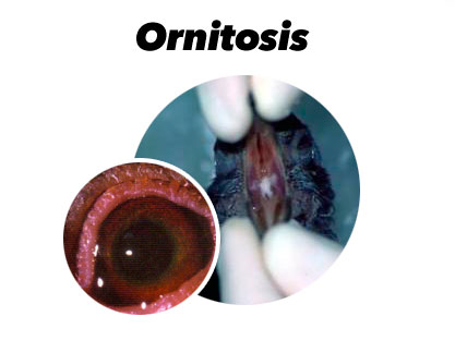 Tratamento da Ornitosis nos Pombos