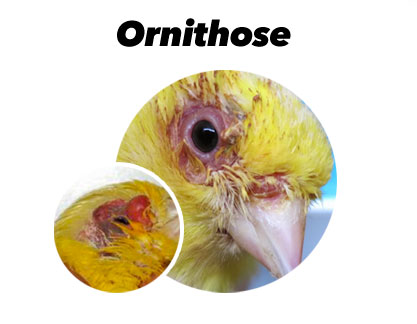 Behandlung gegen Ornithose bei Vögeln