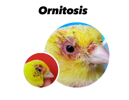 Tratamiento contra Ornitosis en Pájaros
