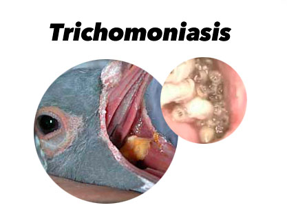 Behandlung gegen Trichomoniasis bei Tauben