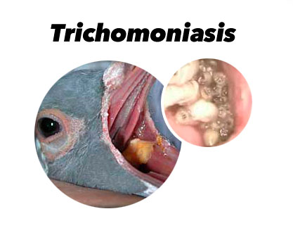 Treatment scheme against Trichomoniasis (Canker) in pigeons