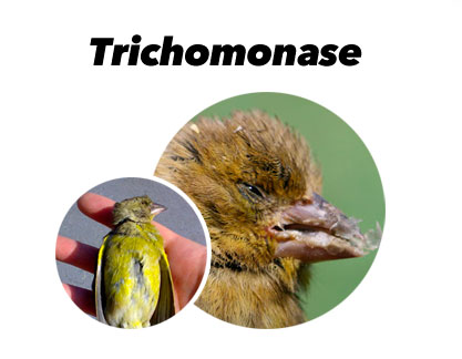 Traitement contre la trichomonase chez les oiseaux