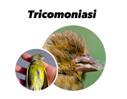Trattamento contro la tricomoniasi negli uccelli