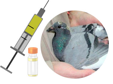 Zeitplan für die Impfung junger Tauben.